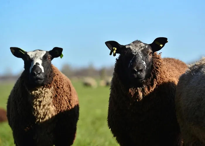 Hébergement de vacances Royale Cube Mit Dachterrasse Meerblick Und *
